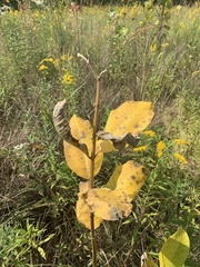 Asclepias syriaca