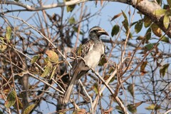 Lophoceros nasutus