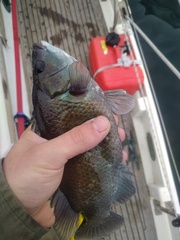 Tautogolabrus adspersus