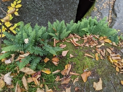 Polypodiaceae