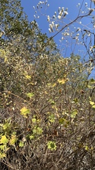 Jungia polita