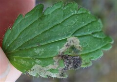 Phytomyza crassiseta