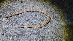 Rhinocheilus lecontei