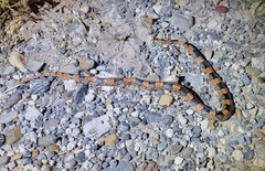 Rhinocheilus lecontei