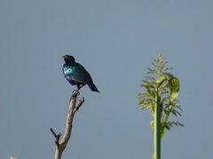 Lamprotornis purpureus