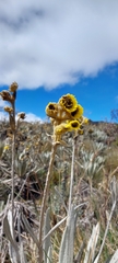 Espeletia