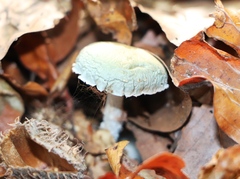 Stropharia aeruginosa