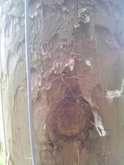 Leiobunum blackwalli