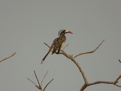 Lophoceros nasutus