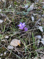 Gentianella germanica