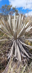Espeletia