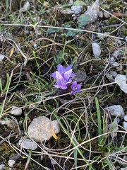 Gentianella germanica