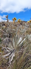 Espeletia
