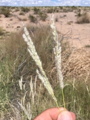 Digitaria californica
