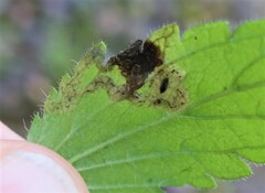 Phytomyza crassiseta