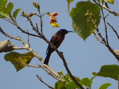 Chalcomitra senegalensis