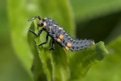 Coccinella septempunctata