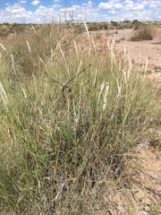 Digitaria californica