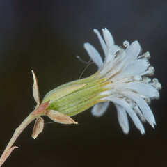 Jungia polita