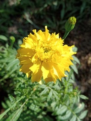 Tagetes