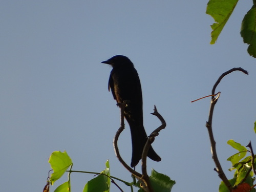 Fork-tailed Drongo