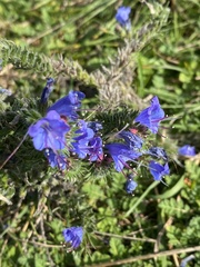Echium vulgare