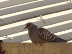 Columba guinea