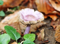 Inocybe lilacina