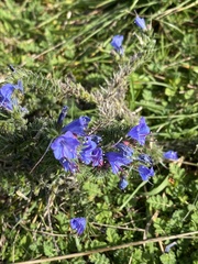 Echium vulgare