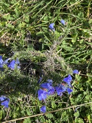 Echium vulgare