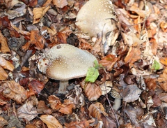 Amanita excelsa
