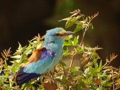 Coracias abyssinicus