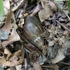 Lissachatina immaculata