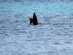 Arctocephalus forsteri