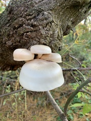 Hypsizygus