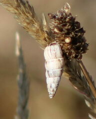 Cochlicella acuta