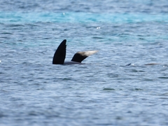 Arctocephalus forsteri