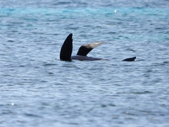 Arctocephalus forsteri