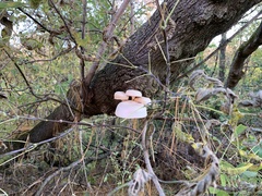 Hypsizygus