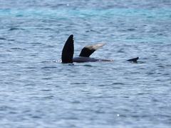 Arctocephalus forsteri