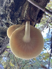 Hypsizygus