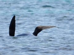 Arctocephalus forsteri