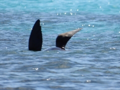 Arctocephalus forsteri