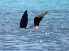 Arctocephalus forsteri