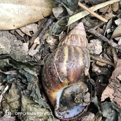 Lissachatina fulica