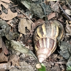 Lissachatina fulica