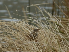 Cistothorus platensis