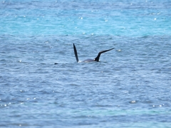 Arctocephalus forsteri