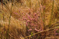 Erica intervallaris