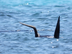 Arctocephalus forsteri